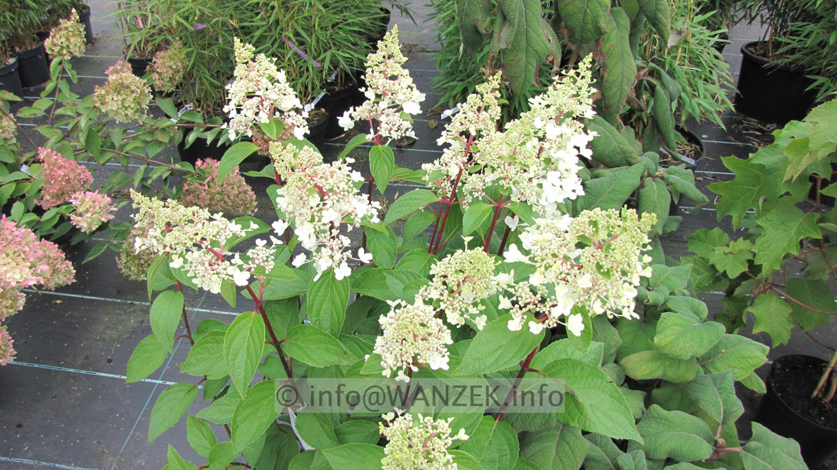 Hydrangea paniculata Pinky Winky 01 knospig.JPG